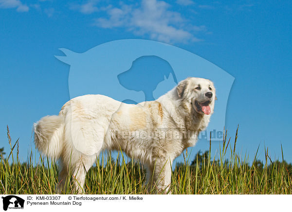 Pyrenenberghund / Pyrenean Mountain Dog / KMI-03307