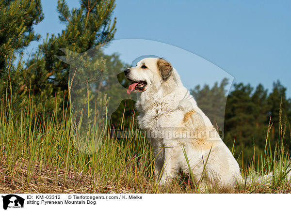 sitting Pyrenean Mountain Dog / KMI-03312
