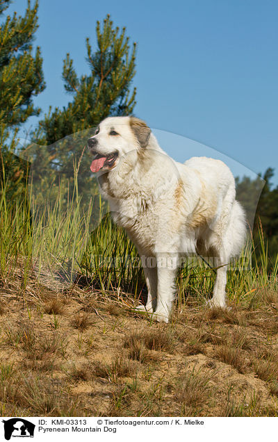 Pyrenean Mountain Dog / KMI-03313