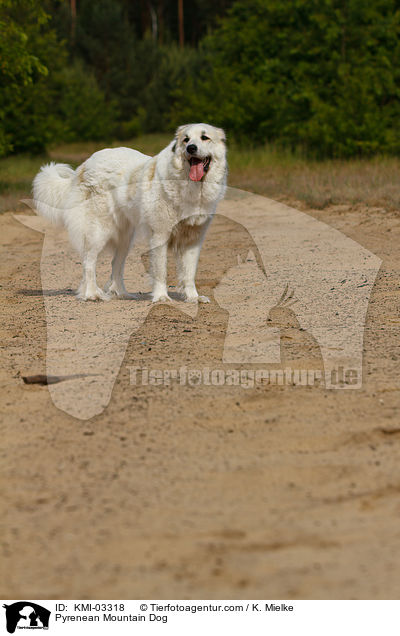 Pyrenenberghund / Pyrenean Mountain Dog / KMI-03318