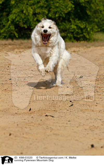 rennender Pyrenenberghund / running Pyrenean Mountain Dog / KMI-03320