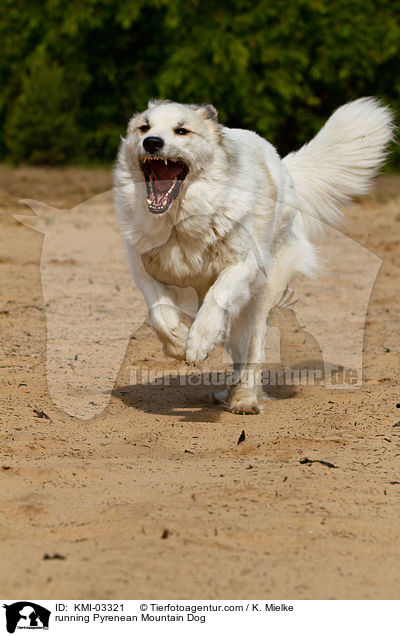 rennender Pyrenenberghund / running Pyrenean Mountain Dog / KMI-03321