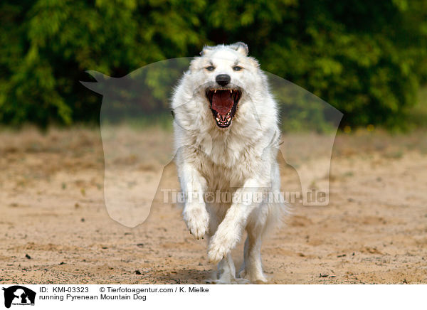 rennender Pyrenenberghund / running Pyrenean Mountain Dog / KMI-03323