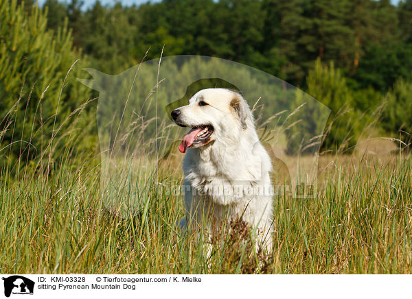 sitzender Pyrenenberghund / sitting Pyrenean Mountain Dog / KMI-03328