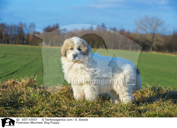Pyrenenberghund Welpe / Pyrenean Mountain Dog Puppy / SST-15557