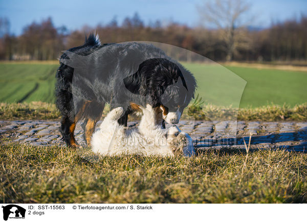 2 dogs / SST-15563