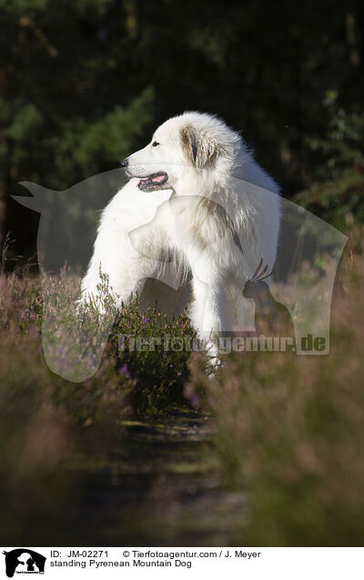 standing Pyrenean Mountain Dog / JM-02271