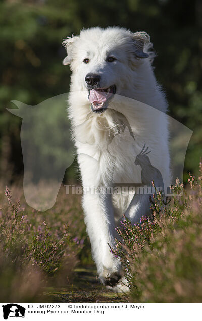 running Pyrenean Mountain Dog / JM-02273