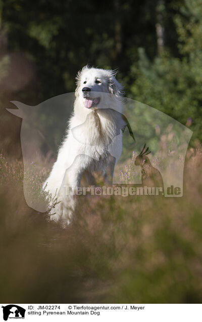 sitzender Pyrenenberghund / sitting Pyrenean Mountain Dog / JM-02274
