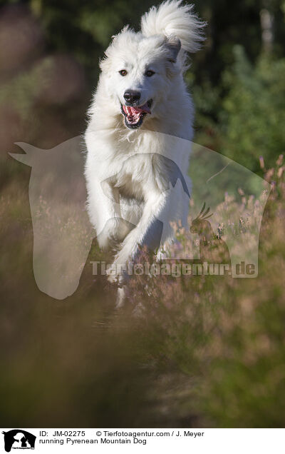 rennender Pyrenenberghund / running Pyrenean Mountain Dog / JM-02275