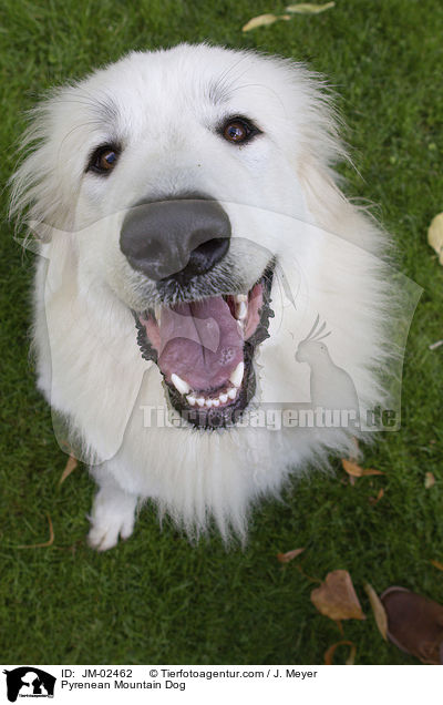 Pyrenenberghund / Pyrenean Mountain Dog / JM-02462