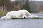 young Pyrenean mountain dog