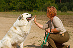 Pyrenean Mountain Dog shows trick