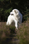 standing Pyrenean Mountain Dog