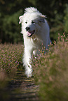 walking Pyrenean Mountain Dog
