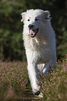 running Pyrenean Mountain Dog