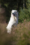 sitting Pyrenean Mountain Dog