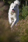 running Pyrenean Mountain Dog