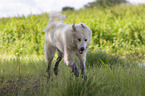running Pyrenean Mountain Dog