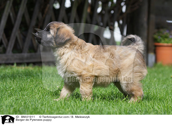 Berger de Pyrenees Welpe / Berger de Pyrenees puppy / BM-01911