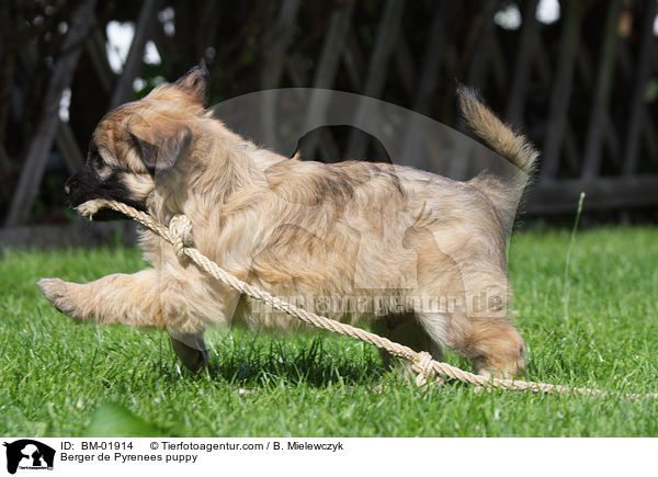 Berger de Pyrenees Welpe / Berger de Pyrenees puppy / BM-01914