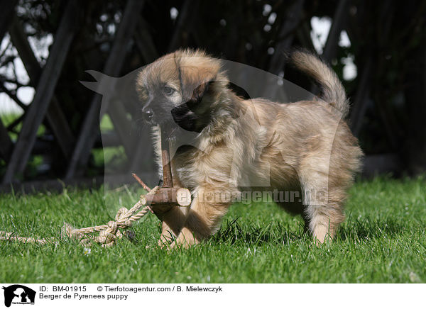 Berger de Pyrenees Welpe / Berger de Pyrenees puppy / BM-01915