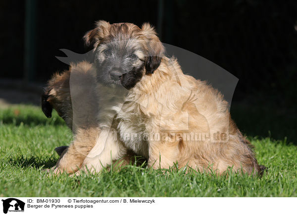 Berger de Pyrenees Welpen / Berger de Pyrenees puppies / BM-01930