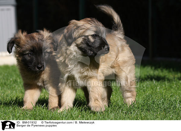 Berger de Pyrenees Welpen / Berger de Pyrenees puppies / BM-01932