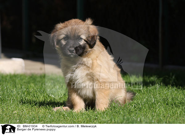 Berger de Pyrenees Welpe / Berger de Pyrenees puppy / BM-01934