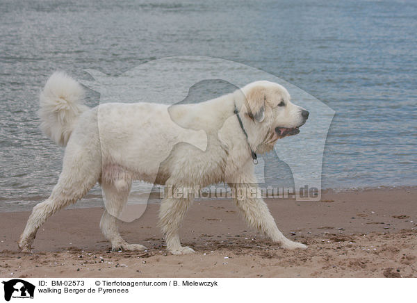 laufender Berger de Pyrenees / walking Berger de Pyrenees / BM-02573