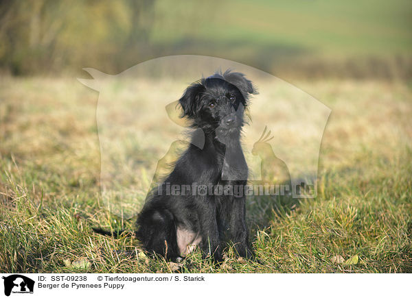 Berger de Pyrenees Welpe / Berger de Pyrenees Puppy / SST-09238