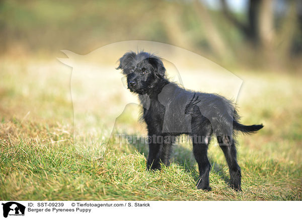 Berger de Pyrenees Welpe / Berger de Pyrenees Puppy / SST-09239