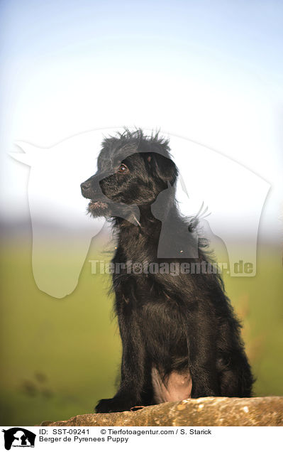 Berger de Pyrenees Welpe / Berger de Pyrenees Puppy / SST-09241