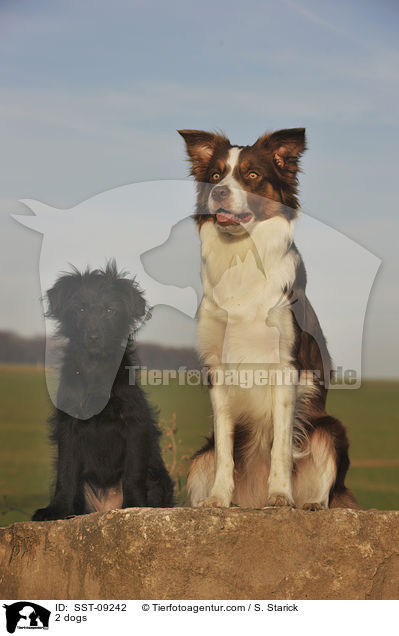 2 Hunde / 2 dogs / SST-09242
