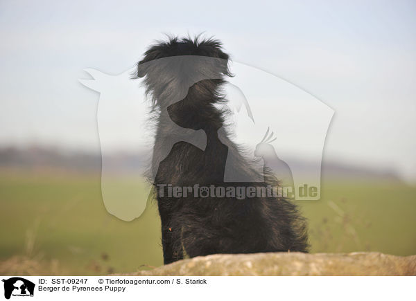 Berger de Pyrenees Welpe / Berger de Pyrenees Puppy / SST-09247