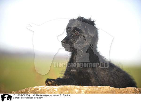Berger de Pyrenees Welpe / Berger de Pyrenees Puppy / SST-09250