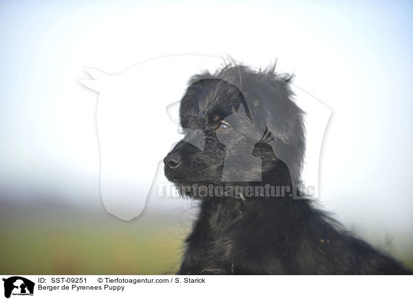Berger de Pyrenees Welpe / Berger de Pyrenees Puppy / SST-09251