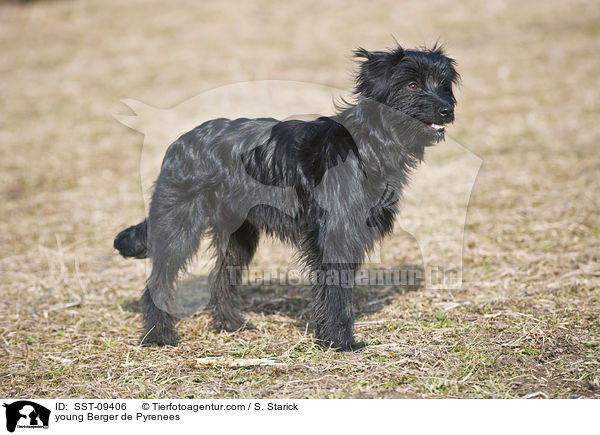 junger Berger de Pyrenees / young Berger de Pyrenees / SST-09406