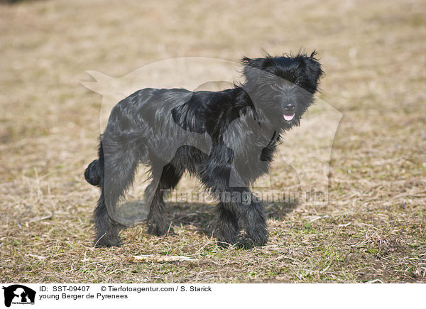 junger Berger de Pyrenees / young Berger de Pyrenees / SST-09407