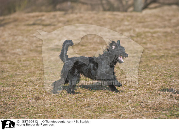 junger Berger de Pyrenees / young Berger de Pyrenees / SST-09412