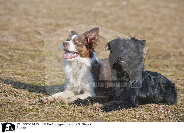 2 dogs / SST-09413