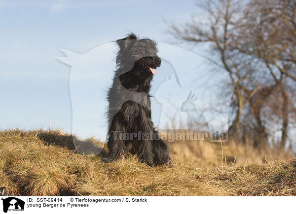 junger Berger de Pyrenees / young Berger de Pyrenees / SST-09414