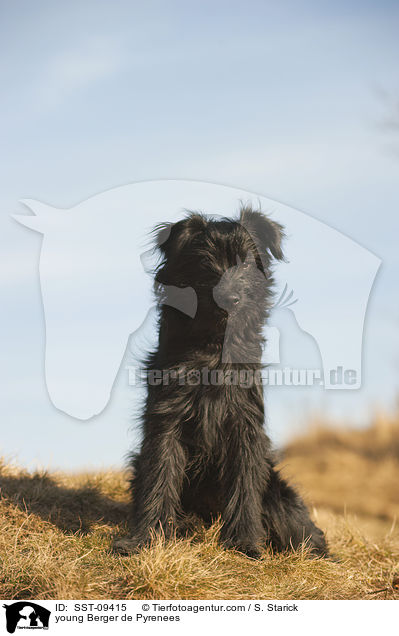junger Berger de Pyrenees / young Berger de Pyrenees / SST-09415