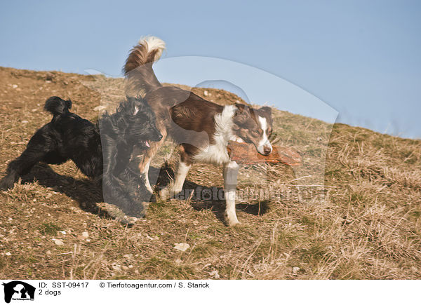 2 dogs / SST-09417