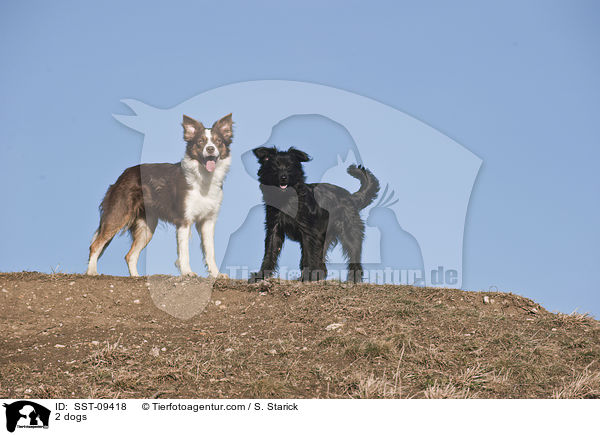 2 dogs / SST-09418