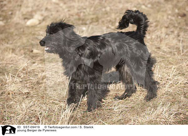 junger Berger de Pyrenees / young Berger de Pyrenees / SST-09419