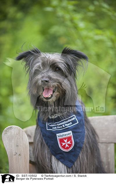 Berger de Pyrenees Portrait / Berger de Pyrenees Portrait / SST-10502