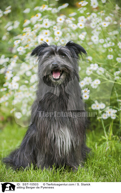 sitzender Berger de Pyrenees / sitting Berger de Pyrenees / SST-10503