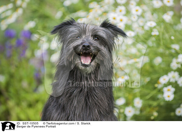 Berger de Pyrenees Portrait / Berger de Pyrenees Portrait / SST-10505