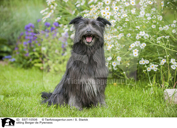 sitzender Berger de Pyrenees / sitting Berger de Pyrenees / SST-10506